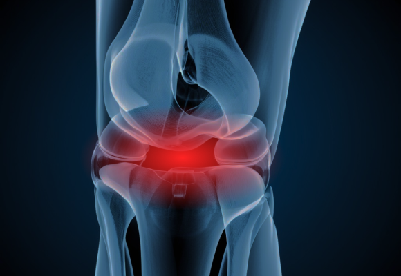 knee joint